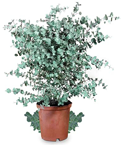 Meine Orangerie Albero di eucalipto | Eucalipto gunnii 'Silverdrop' | Pianta di eucalipto resistente | Bella pianta da giardino e balcone in vaso da 5 l | altezza 80-90 cm