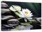 ZXHYWYM Zen Leinwandbilder Stein Lotusblume Bild Drucke Seerose Natur Spa Gemälde Badezimmer Kunstwerk für Meditation spirituelle Raumdekoration (Bild-1, (40.00 x 60.00 cms))