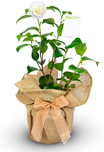 Carbeth Plants 50th Golden Wedding Anniversary Camellia Gift Wrapped Plant