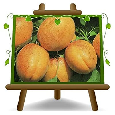 EURO PLANTS VIVAI Albicocco Luizet piante da frutta su vaso 24/26 cm Altezza 180~200 cm - Età 4 anni