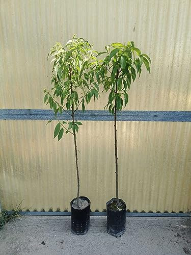 Piante di Pesco, Pesco Noce, Platicarpa. Foto Reali. Piante da 3 anni (Pesco MyCrest)