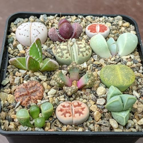 Sunnyplants Lithops & Mesembs Kollektion - Lithops Mischung, Seltene Lithops Pflanzen, Lebende Stein Sukkulenten, Mini Pflanzen (10)