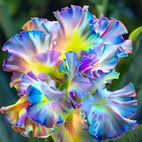 HGJKYTFCDG Farbenprächtige Schwertlilien-Iris Rhizome – Iris Kaufen – Langlebige winterharte Sorten für strukturierte Garten & Balkon-8zwiebel-I