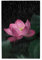 Lotusblumen-Puzzles sind geeignet für Erwachsene und Jungen und Mädchen. 1000-teiliges Puzzle