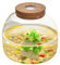 Glas Terrariumglas, 1600 ml großes Eröffnungspflanzen -Terrarium mit Korkdeck