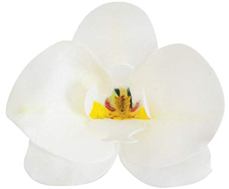 dekora – Essbare Blumen für Torten, Esspapier-Tortendeko, 10 weiße Orchideen 8,5 x 7,5 cm, ohne Zucker, glutenfrei, laktosefrei, Tortendeko essbar für Hochzeit, Geburtstag und Taufe
