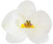 dekora – Essbare Blumen für Torten, Esspapier-Tortendeko, 10 weiße Orchideen 8,5 x 7,5 cm, ohne Zucker, glutenfrei, laktosefrei, Tortendeko essbar für Hochzeit, Geburtstag und Taufe