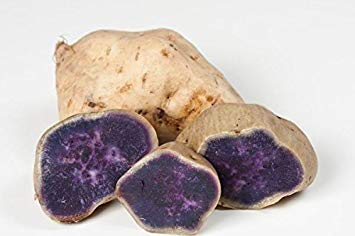 Portal Cool Red Maple Bonsai Seed Kit, Grow Your Own Bonsai Trees