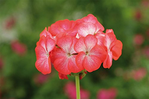 JustSeed - Flower - Geranium - Horizon F1 - Divas Red Picotee - 50 Seeds - Large