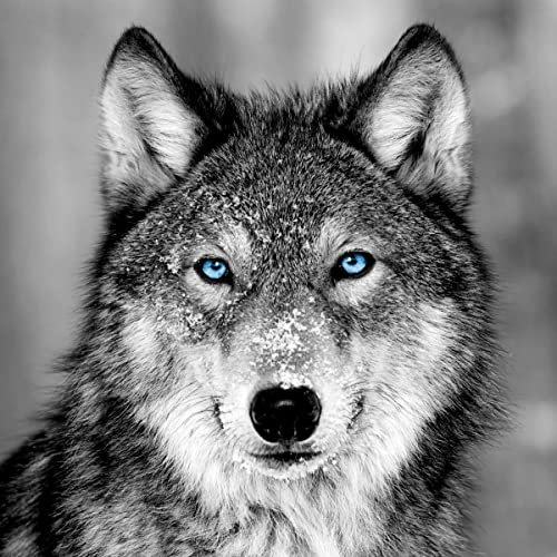 Ceanothe Tableau sur Verre Loup aux Yeux Bleus 30x30 cm - Impression HD Murale - Art Animalier Nature Sauvage - Decoration Américain – Châssis en Bois FSC - Fabriqué en France