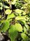 1 Stück selbstbefruchtende Kiwi (Actinidia chinensis Jenny) Containerware 60-80 cm