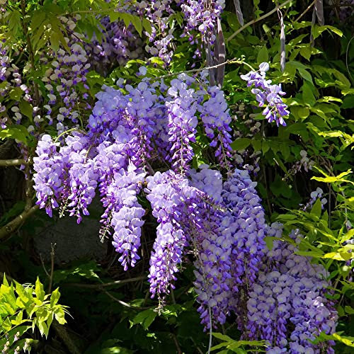 Pianta Di Glicine Hardy Semi Di Fiori Viola Glicine Piante Rampicanti Hardy Bonsai Piante Esotiche Glicine Piante Rampicanti In Fiore Hardy-20 Pezzi