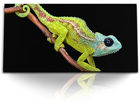 Paul Sinus Kunstdruck Bilder 120x60cm Camelion Reptil Tierfotografie schwarzer Hintergrund