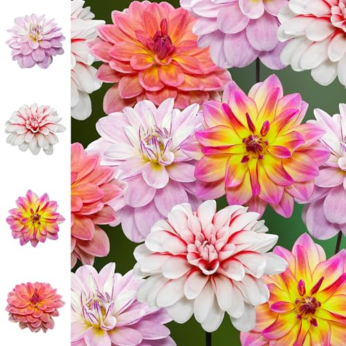 8 x Dahlienknollen Mix 'Pacific Summer Collection' | Sommerblumen | Holland-Qualitat | Dahlien Zwiebeln | Blumenzwiebeln - The Bulb Farmers