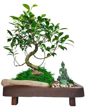 Bonsai Ficus Retusa con Statua di Buddha, Decorazione Zen, Pianta Vera,Altezza totale 45 cm