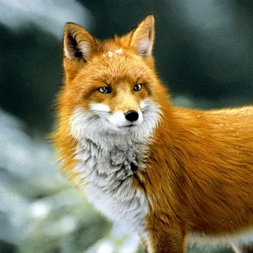 20 Servietten Wachsamer Fuchs | Tiere | Wald | Tischdeko 33x33cm