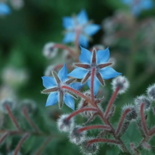 250 Pcs Borretsch Samen Mehrjährig - Kräuter Pflanzen, Winterharte Kübelpflanzen, Schnittblumen Samen Borretsch Samen, Kräutergarten Indoor, Deko Wohnzimmer Frühlingsblumen Kräutergarten