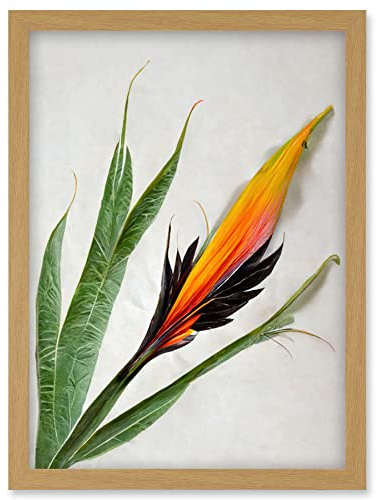 Wee Blue Coo Bird of Paradise Tropical Plant Flower and Leaves Illustration on White Artwork Framed Wall Art Print A4
