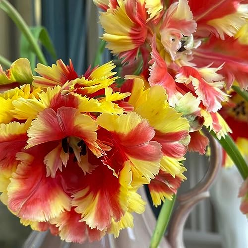 20 pcs tulpenzwiebeln bio - praktische geschenke frühlingsblumen tulpenzwiebel,tulpen zwiebeln winterhart mehrjährig, blumenzwiebeln zwiebel frühblüher wildblumen balkon deko winterfeste