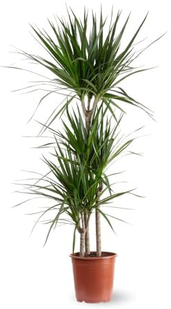 Attitude Jardin - Dracaena marginata - plante d'intérieur - 100-110 cm - ⌀ 21 cm - facile d'entretien