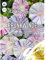 Prunkwinde Arlequin Mischung, N.L. Chrestensen Blumensamen Mischung für Garten und Wiese