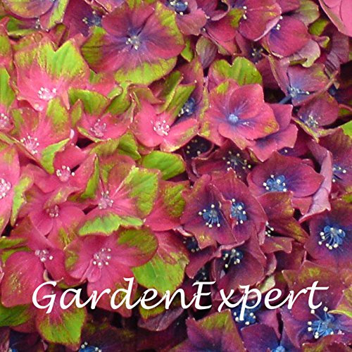Flower Seeds 30pcs Hydrangea Seeds Hydrangea 'Glam Rock' Hardy Shroud Bonsai Plan in Dome Garden Vase: Only Seeds