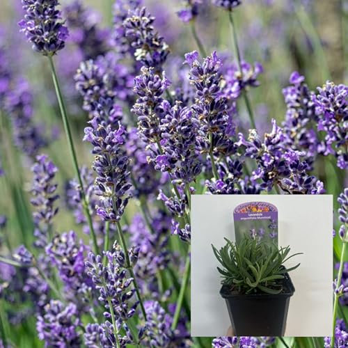 Lavender Munstead - 2 x 9cm Pots of Fragrant English Lavender | Fragrant, Flowering Perennial