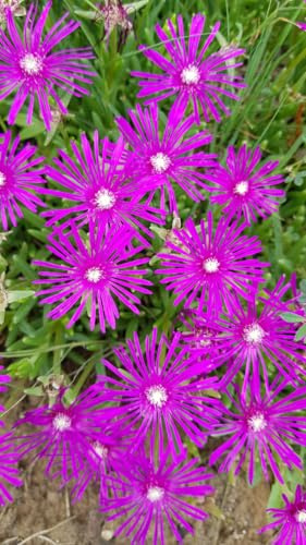 Delosperma cooperi 'Canton Loup' / Pourpier vivace/Conteneur de 2 à 2.9 litres/Succulente
