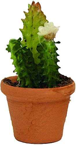 Dekop Miniatur Modellzubehör Blumentopf, Kaktus, Ø 2,6cm (444444635097252)