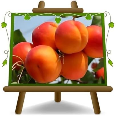 EURO PLANTS VIVAI Abricotier Paviot Plante Fruitière Âge 2 ans | pot 20 cm Hauteur 150-170 cm