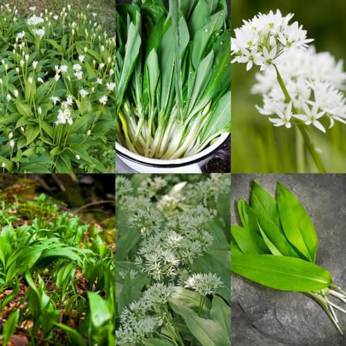 500 pz Semi di aglio orsino - Allium Ursinum - piante rare, giardino di erbe aromatiche indoor Semi di aglio selvatico biologici Piante da balcone con erbe aromatiche per aiuola rialzata