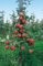 Terrassenobst Zwergobst 40 cm Stammhöhe - kompakte Obstbäume, ideal für Terrassen und Balkone, pflegeleicht, ertragreich