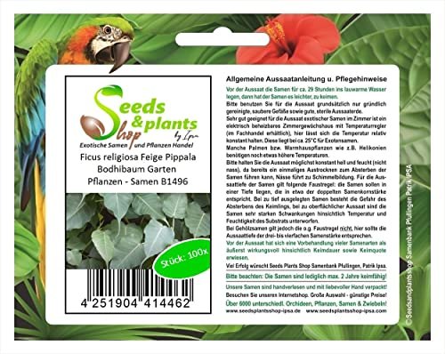 Stk - 100x Ficus religiosa Feige Pippala Bodhibaum Garten Pflanzen - Samen B1496 - Seeds & Plants Shop by Ipsa