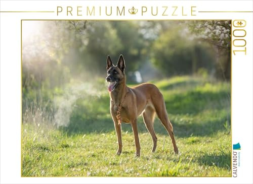 CALVENDO Puzzle Malinoishündin von den Mecklenburger Rüpeln | 1000 Teile Lege-Größe 64 x 48 cm Foto-Puzzle für glückliche Stunden