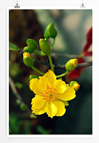 Eau Zone Home Bild - Naturbilder – Gelbe Blume des vietnamesischen Neujahrs- Poster Fotodruck in höchster Qualität