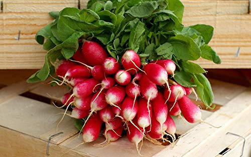Graines Radis 1/2 long Pernot clair - sachet de 10 grammes - Raphanus/sativus/Brassicaceae - Graines de style