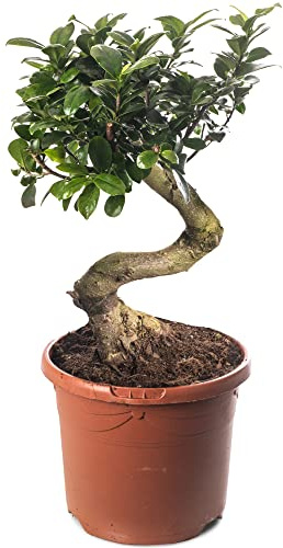 Ficus Ginseng Bonsai Baum, hohe Zimmerpflanze, exotischer großer Baum für Ihr Zuhause.