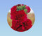 100 graines de Rose Tremiere scarlet rouge - Alcea rosea - vivace - double fleur -