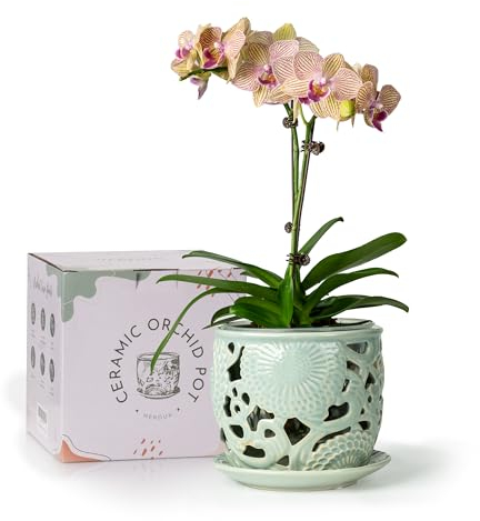 HERDUK Ceramic Orchid Pot, Orchid Pots with Drainage Holes & Saucer 6.5 Inch,Orchid Pot for Repotting Indoor, Orchid Containers with Precise Aeration & Drainage Mint Green