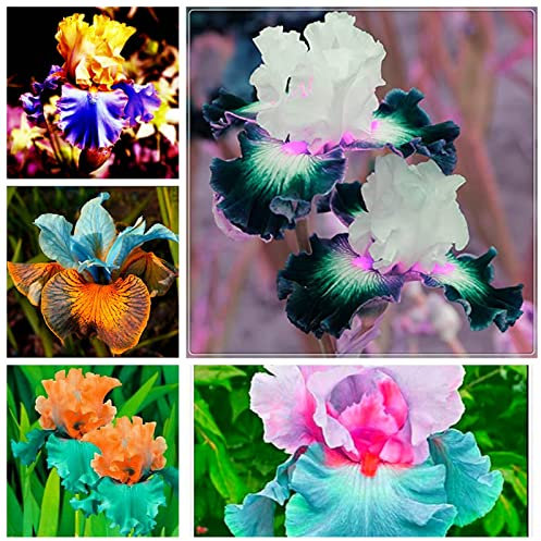 Iris Zwiebeln, Einfach Zu ZüChten, Winterhart Pflanzen, Pflanzen, Schwertlilie, Schwertlilien, Schwertlilie Blau, Winterhart Zwiebeln Die BlüTen Sind Groß, Iris Blumenzwiebeln-10zwiebeln-i