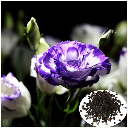 50 Samen Eustoma Grandiflorum Lisianthus Blumen/Bunte Nelken - Bunte Mischung für Garten, Balkon & Zimmerpflanzen - Einfach zu Züchten - Dekorative Blumensamen (M)