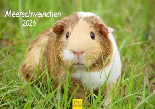 Edition Seidel Premium Kalender Meerschweinchen 2026 Format DIN A3 Wandkalender Tierkalender Haustier Meerschwein Nager