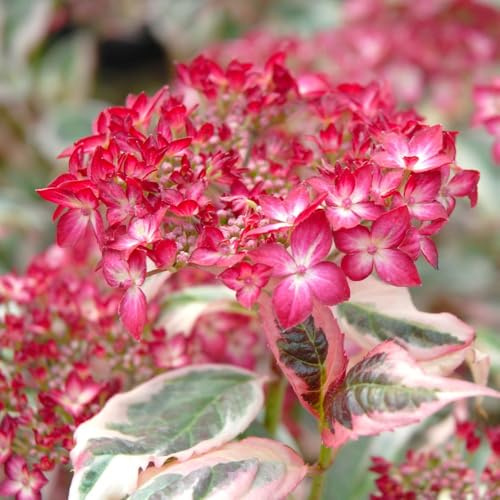 Hydrangea serrata 'Euphoria Pink' – RHS Chelsea Runner-Up 2023 | Hardy Shrub with Tri-Colour Foliage & Bright Pink Lacecap Blooms | Compact & Colourful | 1x 15cm Pot by Thompson and Morgan