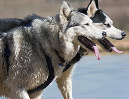 hansepuzzle 29686 - Husky Puzzle 1000 Teile | Tierwelt Puzzle mit hochwertiger Puzzle Aufbewahrung: Kartonbox und Wieder verschließbarem Beutel | Puzzle-Maße: 60 x 46 cm