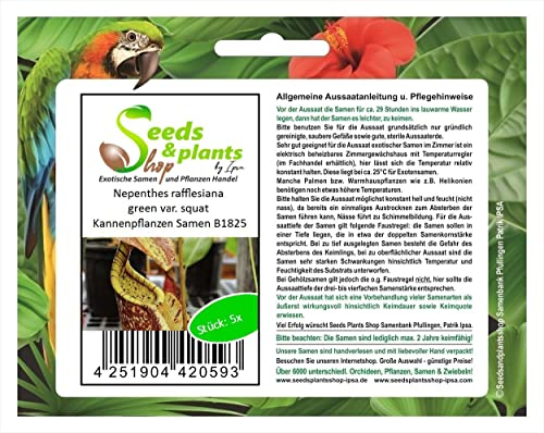 Stk - 5x Nepenthes rafflesiana green var. squat Kannenpflanze Samen B1825 - Seeds & Plants Shop by Ipsa