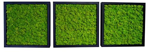 Hello Moss Moosbild - Triptychon - Moos Deko Für Ihr Haus - Bilderrahmen mit Kugelmoos und Holzscheiben - moderne Mooswand Lebend - Einzigartige Wanddeko - Auffallendes Dekomoos (30x30), Weiß