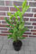 15st. Kirschlorbeer Novita XXL 60-80cm 3L im Topf 3LTopf Buschig XXL Mehrtriebig Heckenpflanzen Prunus laurocerasus Lorbeer Gartenhecke Sichtschutz Kirschlorbeerhecke immergrün, winterhart