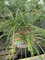 Thuja plicata Whipcord - Faden-Lebensbaum - Preis nach Größe 40-50 cm