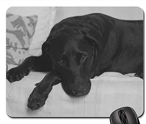 Schreibtischunterlage Labrador Retriever Schwarzer Labrador Schwarzer Labrador Mauspads Ergonomisches Gaming Mauspad Waschbar Mouse Pad Für Büro Computer Laptops 25X30Cm