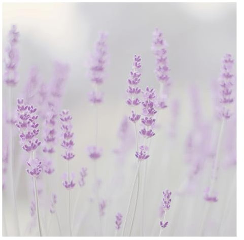 Bilderwelten Fototapete Blumen 288cm x 288cm Modern Natur Lavendel Blumentapete Vliestapete Tapete Wanddeko Ideen Wohnzimmer Schlafzimmer Küche